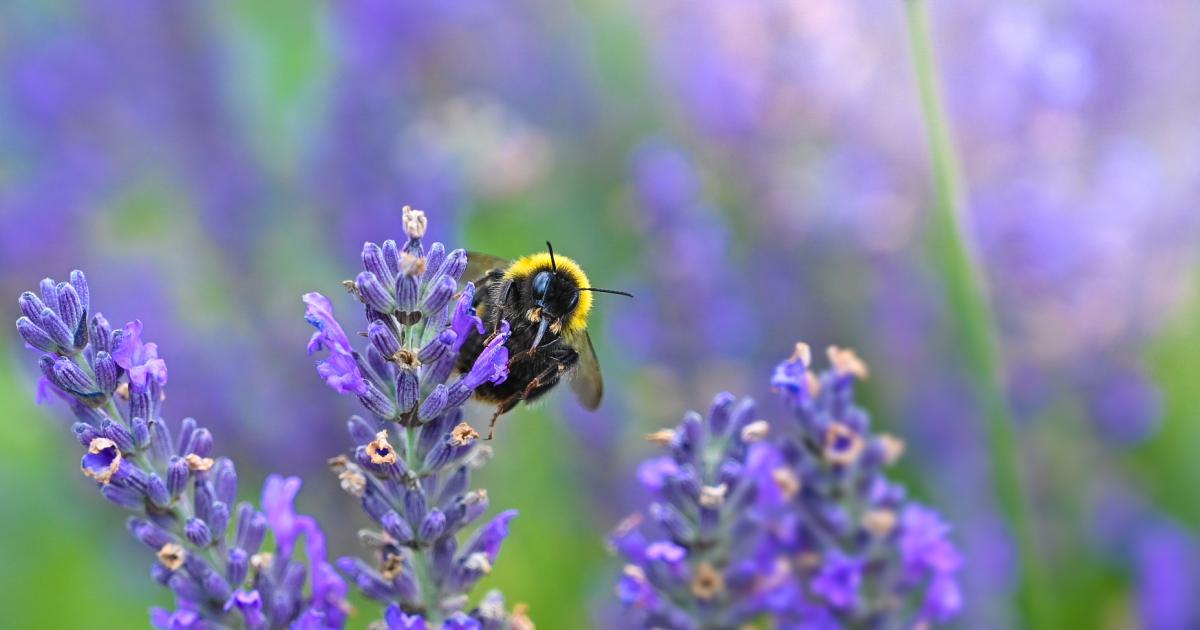 SunGlow Perennials Shop -SunGlow Perennials Shop 214 Stock imagery 1