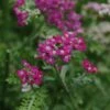 Achillea 'New Vintage Violet' Yarrow -SunGlow Perennials Shop ACHILLEA NEW VINTAGE VIOLET