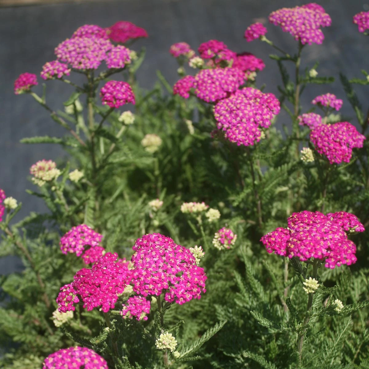 Achillea 'New Vintage Violet' Yarrow 3 Achillea 'New Vintage Violet' Yarrow - Image 2
