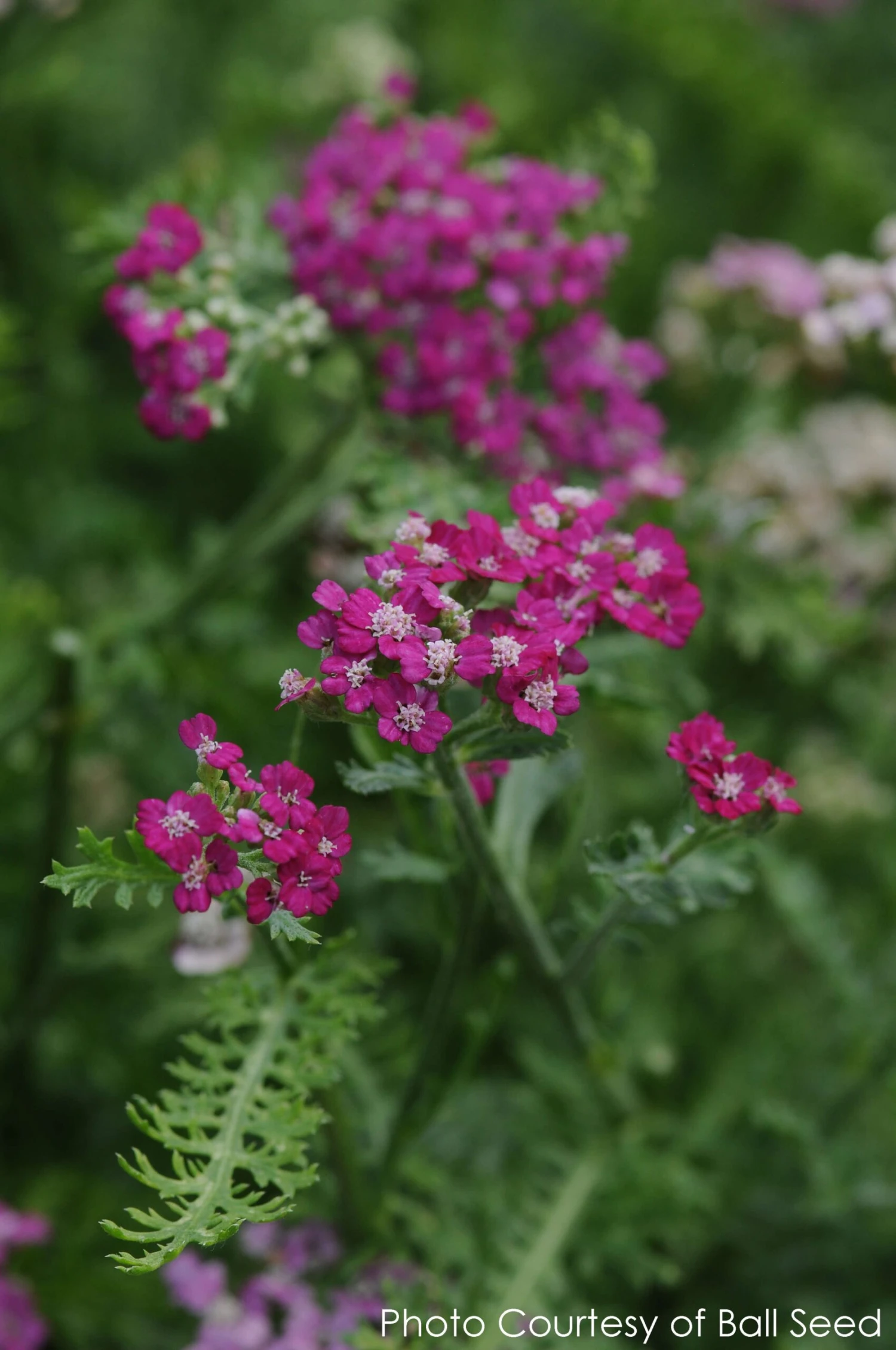Achillea 'New Vintage Violet' Yarrow 2 Achillea 'New Vintage Violet' Yarrow