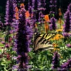 Agastache 'Blue Boa' Hummingbird Mint -SunGlow Perennials Shop AGASTACHE BLUE BOA 2