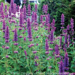 Agastache 'Blue Boa' Hummingbird Mint -SunGlow Perennials Shop AGASTACHE BLUE BOA 4