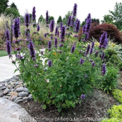 Agastache 'Blue Boa' Hummingbird Mint -SunGlow Perennials Shop AGASTACHE BLUE BOA 5
