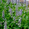 Agastache 'Blue Fortune' Hummingbird Mint -SunGlow Perennials Shop AGASTACHE BLUE FORTUNE