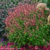 Agastasche 'Peachie Keen' Hummingbird Mint 2 Agastasche 'Peachie Keen' Hummingbird Mint -SunGlow Perennials Shop AGS Peachie Keen WG