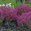 Agastache 'Rosie Posie' Hummingbird Mint -SunGlow Perennials Shop AGS RosiePosie WG