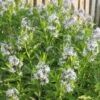 Amsonia Tabernaemontana Willowleaf Blue Star -SunGlow Perennials Shop AMS Tabernaemontana EZ