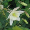 Aquilegia 'Songbird Dove' Columbine -SunGlow Perennials Shop AQL Songbird Dove EZ