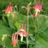 Aquilegia Canadensis Native Columbine 1 Aquilegia Canadensis Native Columbine -SunGlow Perennials Shop AQUILEGIA CANADENSIS 2