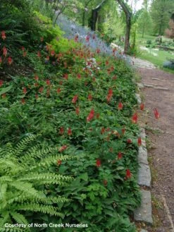 Aquilegia Canadensis Native Columbine 7 Aquilegia Canadensis Native Columbine -SunGlow Perennials Shop AQUILEGIA CANADENSIS 2bfdba8f bb40 4c5e 9bb5 e046154e08d7