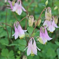 Aquilegia 'Pink Lanterns' Columbine