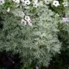 Artemisia Arborescens 'Powis Castle' Wormwood 1 Artemisia Arborescens 'Powis Castle' Wormwood -SunGlow Perennials Shop ARTEMISIA POWIS CASTLE WORMWOOD