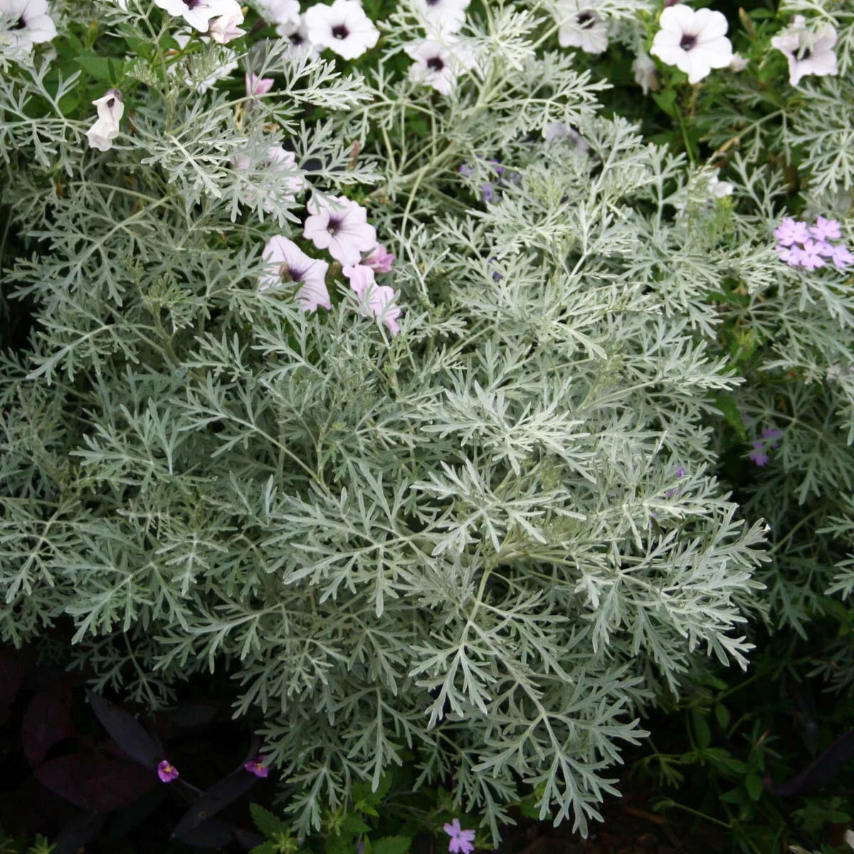 Artemisia Arborescens 'Powis Castle' Wormwood 2 Artemisia Arborescens 'Powis Castle' Wormwood