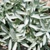 Artemisia Ludoviciana 'Valerie Finnis' Wormwood -SunGlow Perennials Shop ARTEMISIA VALERIE FINNIS