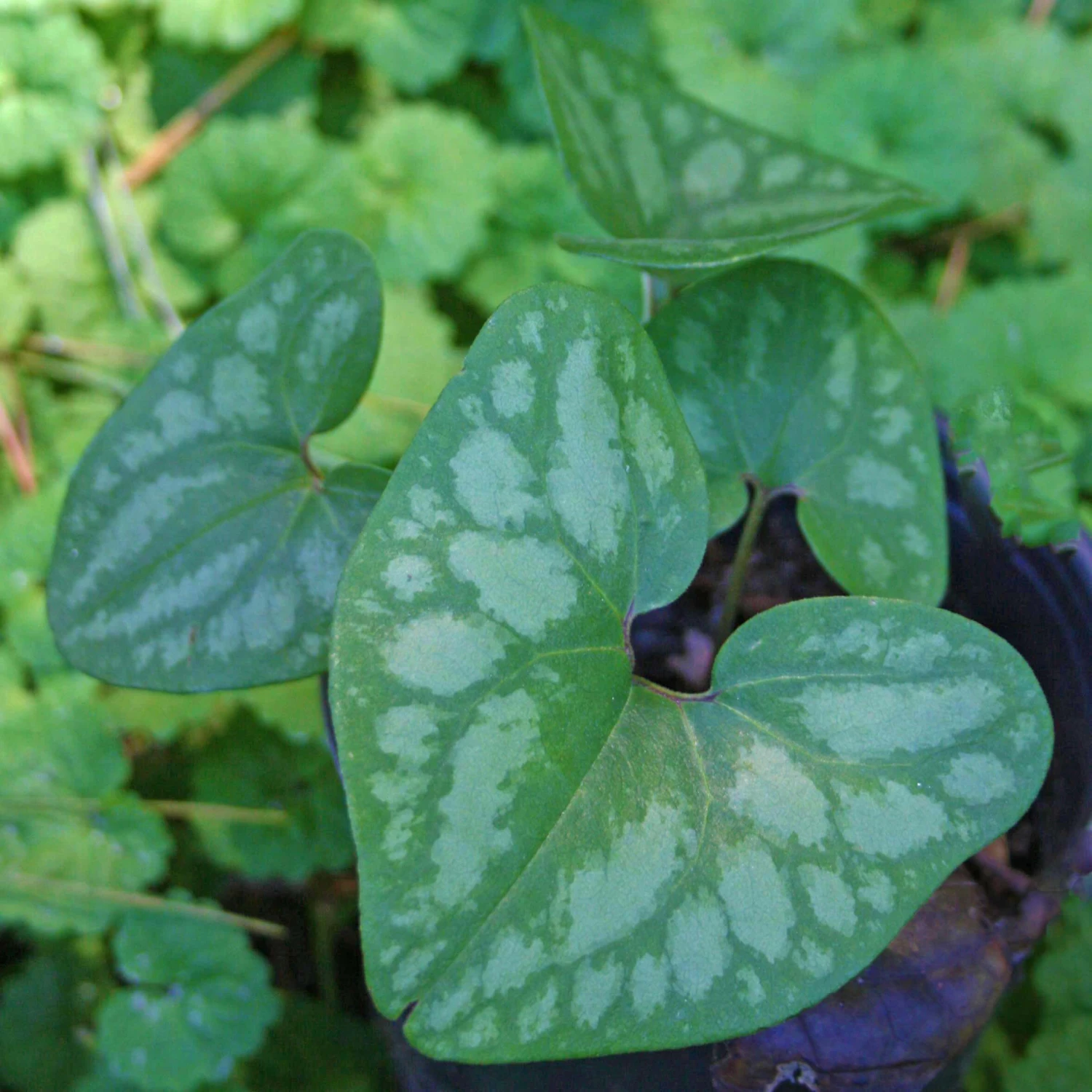 Asarum Arifolium Little Brown Jugs 2 Asarum Arifolium Little Brown Jugs