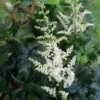 Astilbe Chinensis 'Vision In White' False Spirea 1 Astilbe Chinensis 'Vision In White' False Spirea -SunGlow Perennials Shop ASB Vision in White EZ