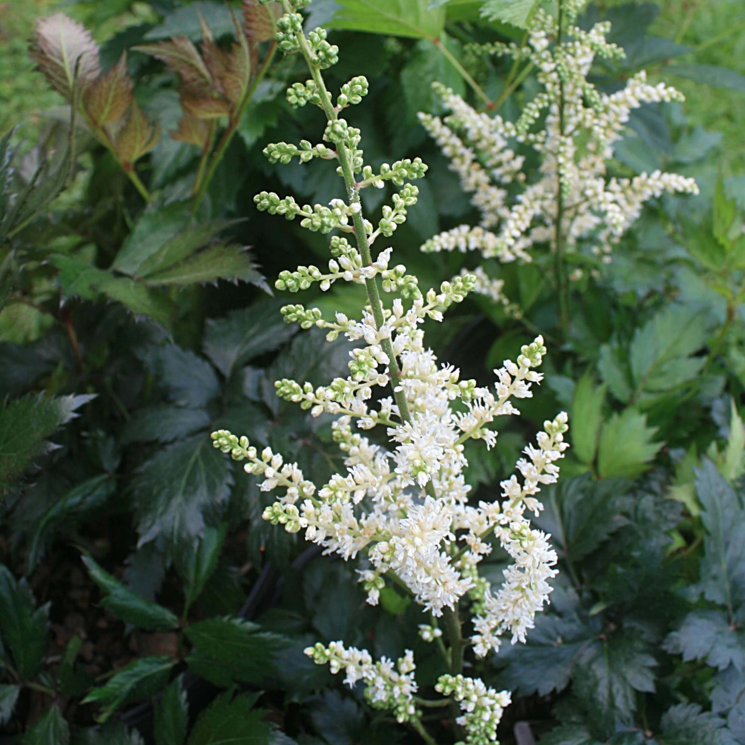 Astilbe Chinensis 'Vision In White' False Spirea 3 Astilbe Chinensis 'Vision In White' False Spirea