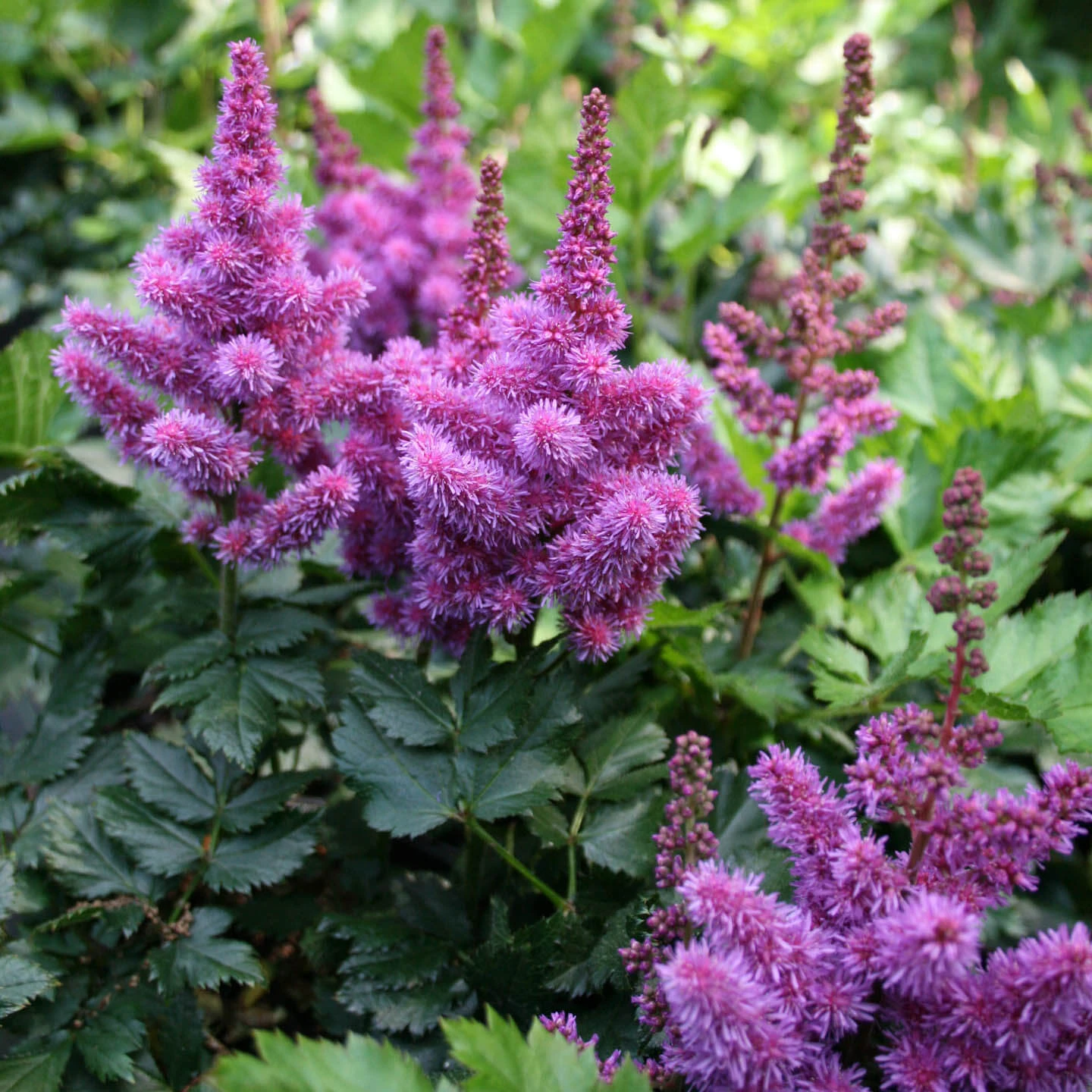 Astilbe Chinensis 'Visions' False Spirea 3 Astilbe Chinensis 'Visions' False Spirea