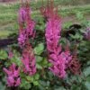 Astilbe Chinensis 'Vision In Red' False Spirea 2 Astilbe Chinensis 'Vision In Red' False Spirea -SunGlow Perennials Shop AST Vision in Red EZ