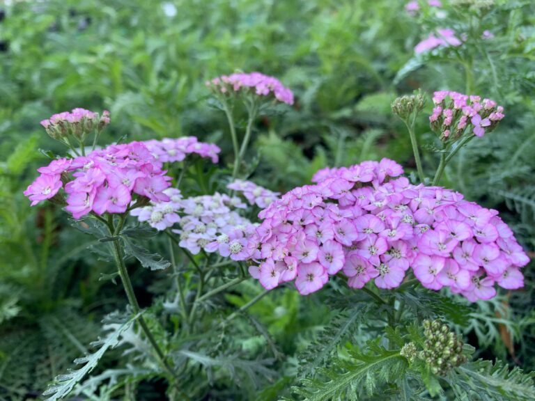 SunGlow Perennials Shop 29 SunGlow Perennials Shop -SunGlow Perennials Shop Achillea Appleblossom 1 768x576 1