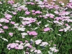 Achillea 'Appleblossom' Yarrow 6 Achillea 'Appleblossom' Yarrow -SunGlow Perennials Shop Achillea Appleblossom 3