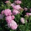 Achillea 'Appleblossom' Yarrow -SunGlow Perennials Shop Achillea Appleblossom Yarrow