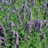 Agastache 'Black Adder' Hummingbird Mint 2 Agastache 'Black Adder' Hummingbird Mint -SunGlow Perennials Shop Agastache Black Adder