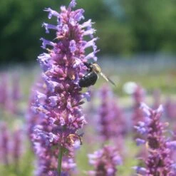 Agastache 'Blue Boa' Hummingbird Mint -SunGlow Perennials Shop Agastache BlueBoa bee CW