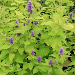 Agastache Foeniculum 'Golden Jubilee' Anise Hyssop -SunGlow Perennials Shop Agastache GoldenJubilee 3