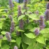 Agastache Foeniculum 'Golden Jubilee' Anise Hyssop -SunGlow Perennials Shop Agastache Golden Jubilee 2