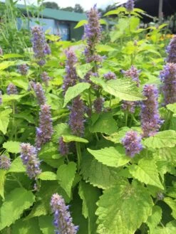 Agastache Foeniculum 'Golden Jubilee' Anise Hyssop