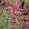 Agastache 'Morello' Hummingbird Mint -SunGlow Perennials Shop Agastache Morello Hummingbird Mint