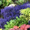 Ajuga Reptans 'Blueberry Muffin' Bugleweed -SunGlow Perennials Shop Ajuga Blueberry Muffin