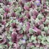 Ajuga Reptans 'Burgundy Glow' Bugleweed 2 Ajuga Reptans 'Burgundy Glow' Bugleweed -SunGlow Perennials Shop Ajuga Burgundy Glow 2