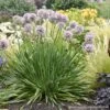 Allium 'Bubble Bath' -SunGlow Perennials Shop Allium Bubble Bath Ornamental Onion