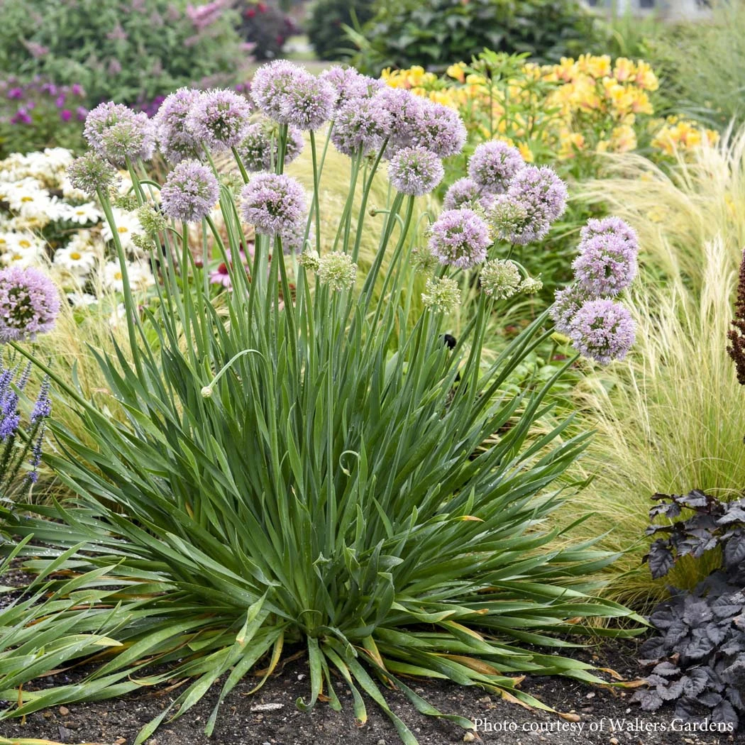 Allium 'Bubble Bath' 3 Allium 'Bubble Bath'