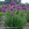 Allium 'Lavender Bubbles' Ornamental Onion -SunGlow Perennials Shop Allium Lavender Bubbles