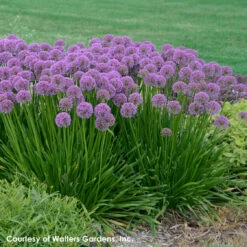 Allium 'Millenium' Ornamental Onion 8 Allium 'Millenium' Ornamental Onion -SunGlow Perennials Shop Allium Millenium 1 WG
