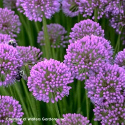 Allium 'Millenium' Ornamental Onion 9 Allium 'Millenium' Ornamental Onion -SunGlow Perennials Shop Allium Millenium 2 WG