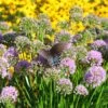 Allium 'Millenium' Ornamental Onion -SunGlow Perennials Shop Allium Millenium Ornamental Onion Butterfly Landscape