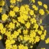 Alyssum Wulfenianum 'Golden Spring' Basket Of Gold 1 Alyssum Wulfenianum 'Golden Spring' Basket Of Gold -SunGlow Perennials Shop Alyssum Golden Spring Basket of Gold