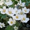 Anemone Sylvestris Snowdrop Windflower -SunGlow Perennials Shop Anemone sylvestris Snowdrop Windflower