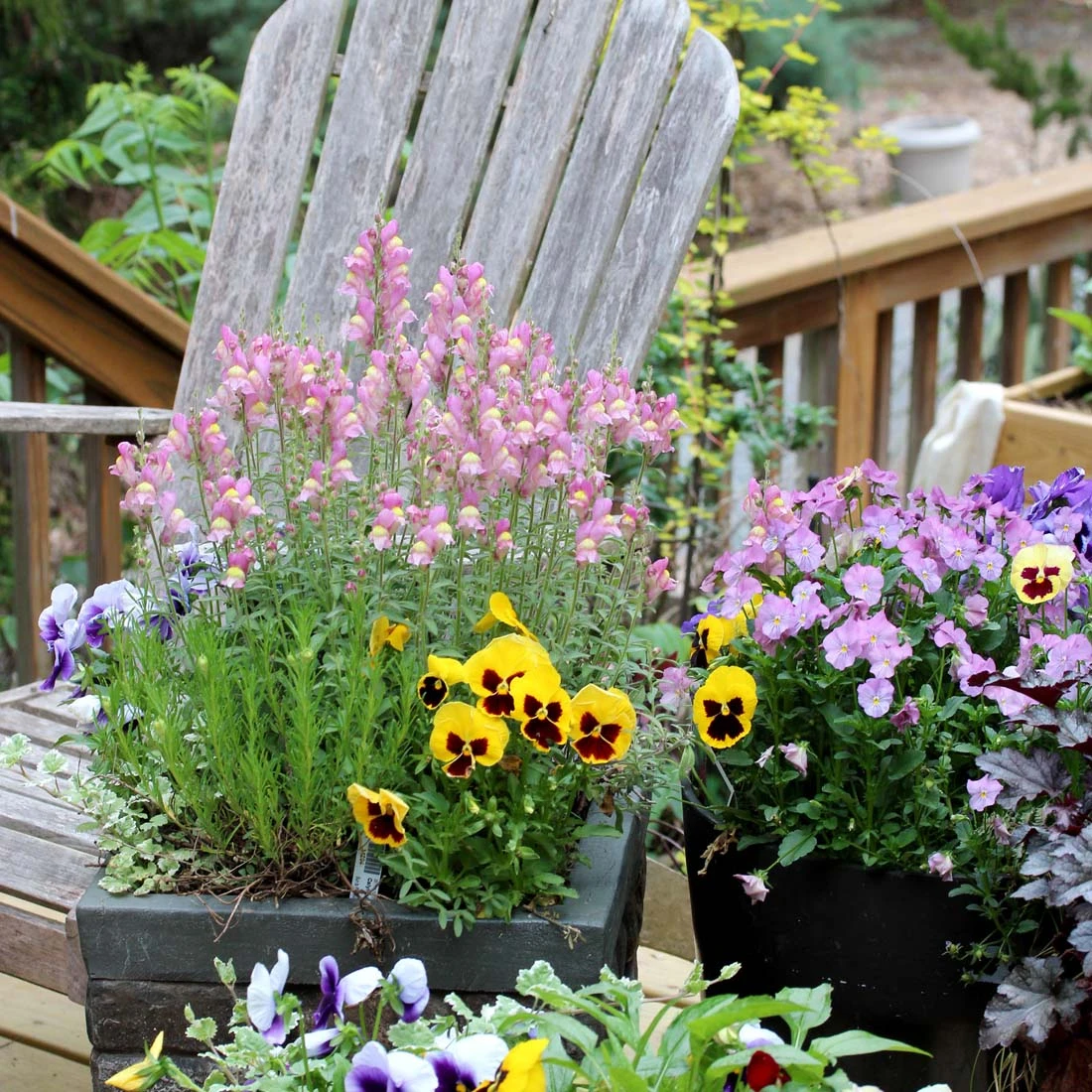 Antirrhinum Hispanicum Spanish Snapdragon 4 Antirrhinum Hispanicum Spanish Snapdragon - Image 2