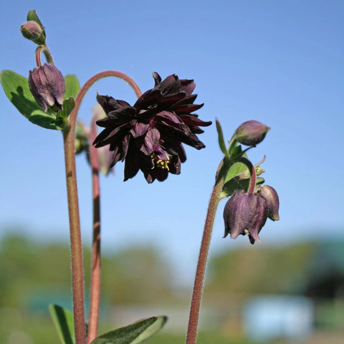 Aquilegia Vulgaris 'Black Barlow' Columbine 3 Aquilegia Vulgaris 'Black Barlow' Columbine