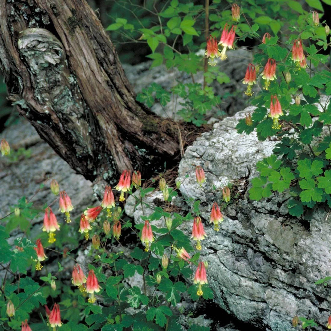 Aquilegia Canadensis Native Columbine 4 Aquilegia Canadensis Native Columbine - Image 2