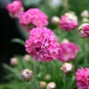 Armeria Maritima 'Ministicks Rose' Sea Thrift -SunGlow Perennials Shop Armeria Ministicks Rose Sea Thrift