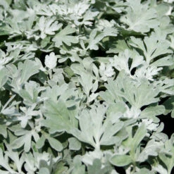 Artemisia Stelleriana 'Silver Brocade' Perennial Dusty Miller