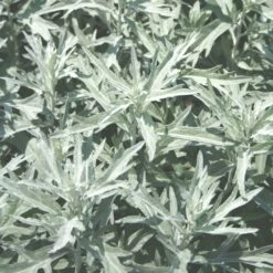 Artemisia Ludoviciana 'Silver King' White Sage Wormwood