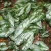 Asarum Splendens Wild Ginger -SunGlow Perennials Shop Asarum splendens Chinese Wild Ginger