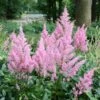 Astilbe 'Little Vision In Pink' False Spirea 1 Astilbe 'Little Vision In Pink' False Spirea -SunGlow Perennials Shop Astilbe Little Visions in Pink False Spirea